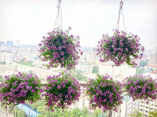 20160624115353 ban cong hoa1 Thiết kế ban công tầng 18 ngập hoa khiến ai cũng phải lòng ở Hà Nội