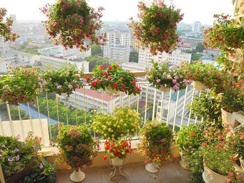 20160624115353 ban cong hoa2 Thiết kế ban công tầng 18 ngập hoa khiến ai cũng phải lòng ở Hà Nội