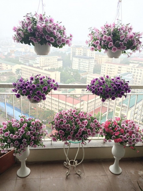 20160624115353 ban cong hoa4 Thiết kế ban công tầng 18 ngập hoa khiến ai cũng phải lòng ở Hà Nội