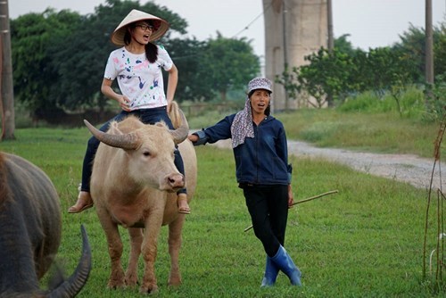 Vợ chồng Hà Nội để dành cho con đàn trâu 4 tỷ đồng