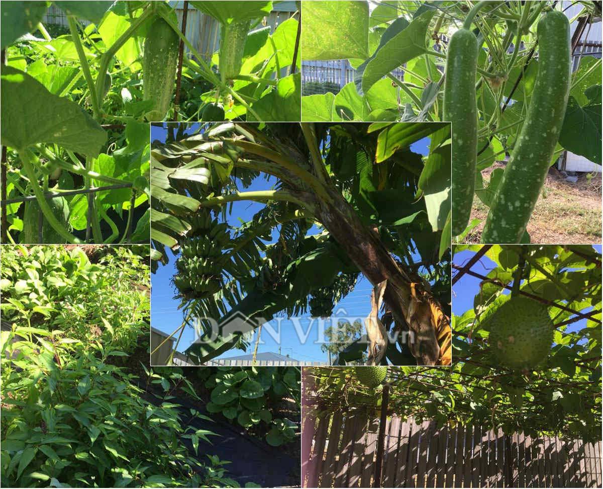 Mẹ Việt ở Úc chia sẻ “bí kíp” trồng rau, quả xanh bốn mùa
