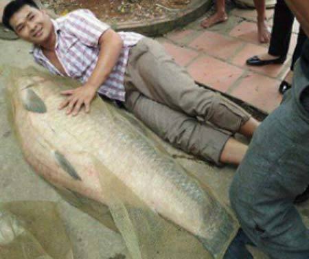 Bắt được cá trắm 'khủng' nặng 52 kg, dài bằng người lớn