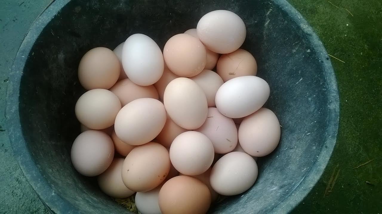 trứng gà ta, trứng gà ta thả vườn, trứng gà ta giá rẻ, trứng gà ai cập, gà ai cập nuôi công nghiệp, hà nội