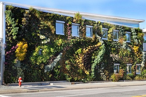 Ấn tượng ngôi nhà xanh có thảm thực vật trên tường
