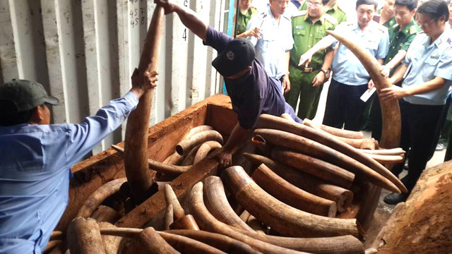 Hàng trăm khúc ngà voi nặng hơn 2 tấn giấu trong lô gỗ 'đục rỗng ruột'