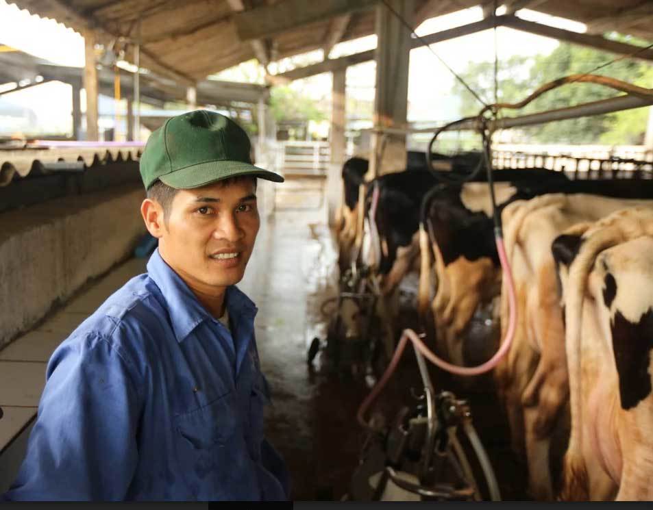 Hiếm có Việt Nam: Thị trấn 600 tỷ phú, lái ôtô dạo thăm bò
