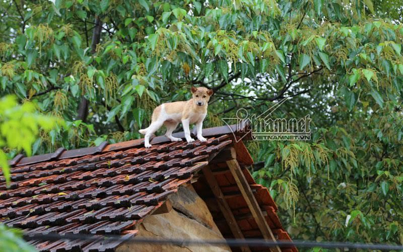 lụt ở miền trung, bão lũ ở miền trung, lũ ở miền trung