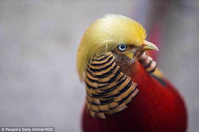 Chú gà lôi nổi tiếng vì có 'mái tóc' giống Trump