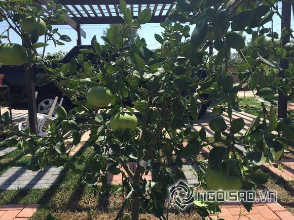 Khu vườn đầy ắp cây trái Việt của người nổi tiếng trên đất Mỹ