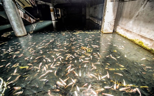 Lạ lùng 'ao cá' hàng nghìn con trong trung tâm thương mại bỏ hoang