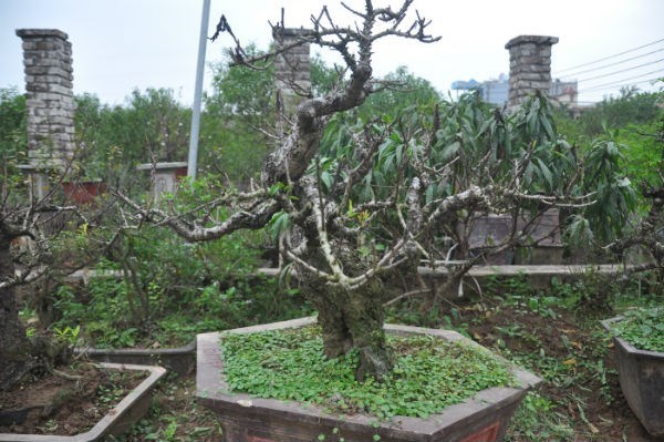 Vườn đào bạc tỷ ở Nhật Tân được lắp điều hòa để bung hoa đúng Tết