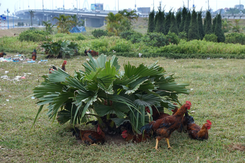 Vườn hoa giữa Hà Nội thành nơi chăn bò, thả gà