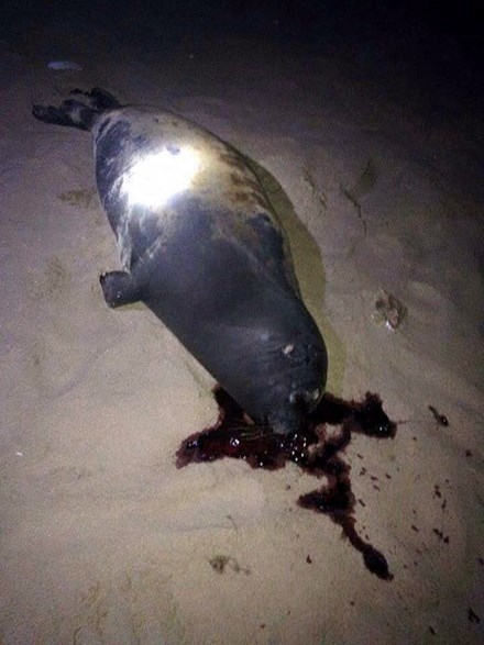 Chú hải cẩu lên bờ đùa giỡn với người dân đã bị đánh chết