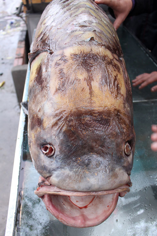 Chi 140 triệu, rước cá hô khủng từ Campuchia về Hà Nội