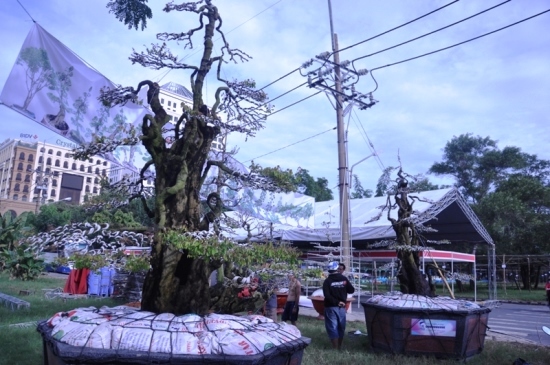 Cặp khế độc rao bán 15 tỷ ở chợ hoa xuân Sài Gòn