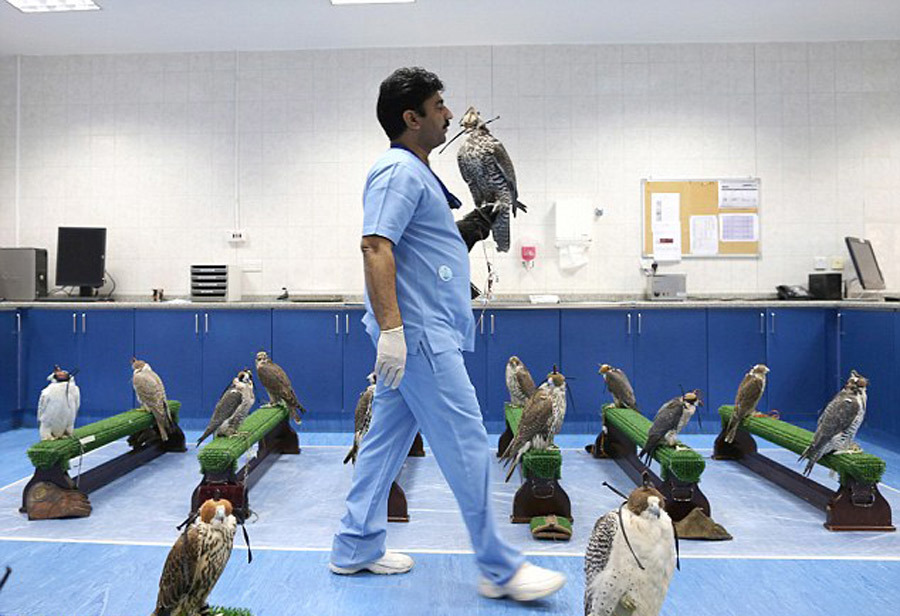 Chuyên cơ, bệnh viện dành riêng cho chim quý nhà đại gia - Ảnh 1.