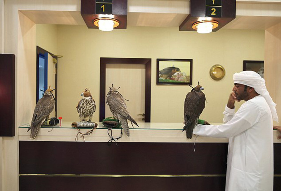 Chuyên cơ, bệnh viện dành riêng cho chim quý nhà đại gia - Ảnh 2.