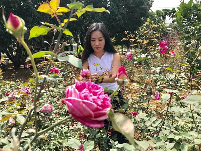 ườn hồng, vườn hồng bản địa, vườn hồng Hà Nội, chụp ảnh vườn hồng, vườn hoa hồng, hoa hồng, vườn hồng Hà Nội ở đâu, địa chỉ vườn hồng Hà Nội, nước hoa hồng, nước hoa hồng tự nhiên