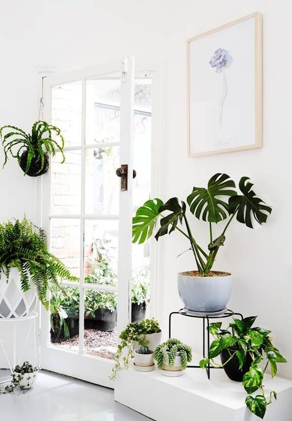 trang trí nhà, trồng cây xanh trong nhà, nhà đẹp