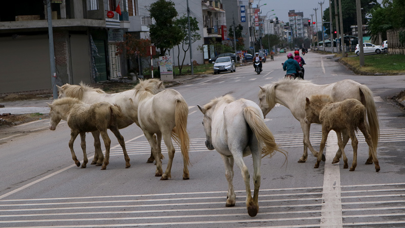 Đô thị, phố thị,nuôi ngựa bạch, Bắc Giang,gia súc