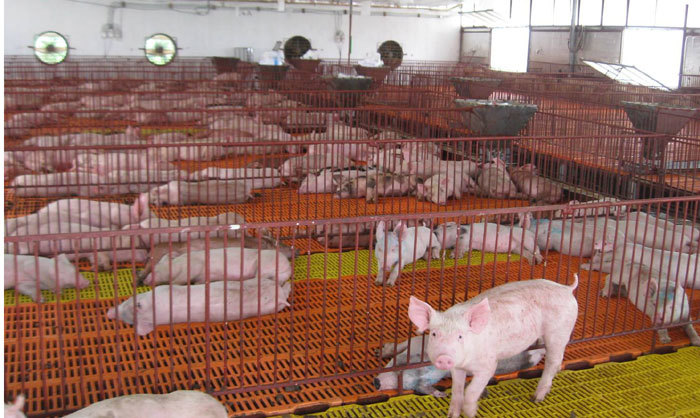 thịt lợn giảm giá, nông sản ế ẩm, Trung Quốc ngừng mua, chăn nuôi lợn, ngành chăn nuôi, thịt lợn, giá thịt lợn, thương lái ép giá thịt lợn