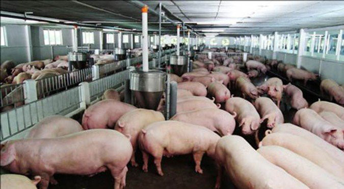 thịt lợn giảm giá, nông sản ế ẩm, Trung Quốc ngừng mua, chăn nuôi lợn, ngành chăn nuôi, giá thịt lợn, thương lái ép giá thịt lợn