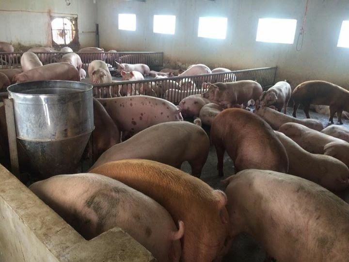 giá thịt lợn giảm mạnh, thịt lợn, thương lái ép giá thịt lợn, chăn nuôi lợn