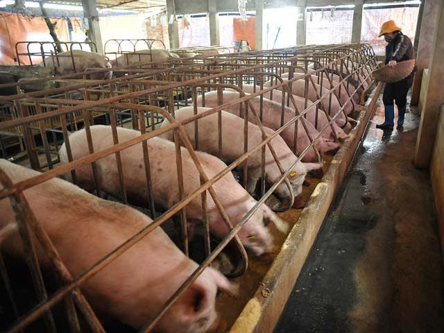 giải cứu lợn, giá thịt lợn giảm mạnh, thịt lợn, người chăn nuôi