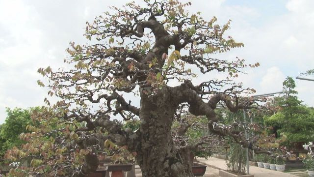 cây cảnh, bonsai
