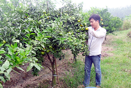 nông dân, trồng rau, rau sạch, cà chua, trồng nấm,