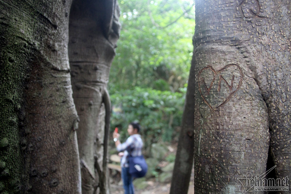 cây di sản, Sơn Trà, Đà Nẵng