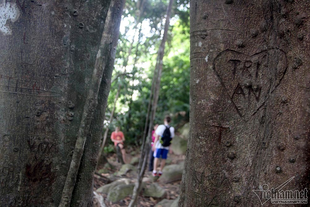 cây di sản, Sơn Trà, Đà Nẵng