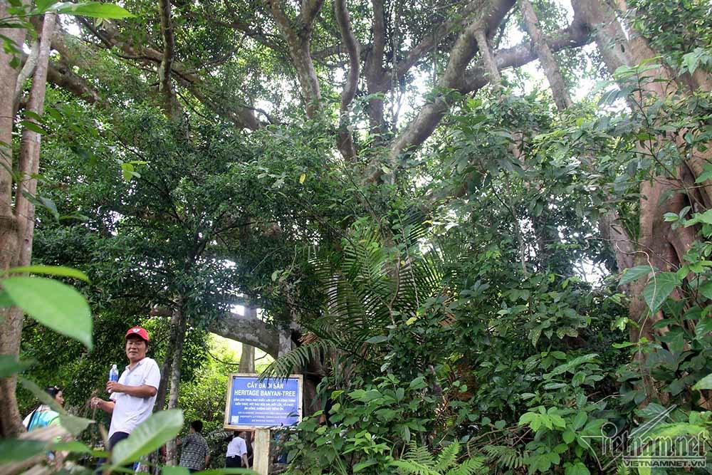 cây di sản, Sơn Trà, Đà Nẵng