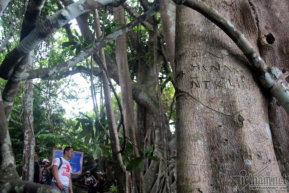 cây di sản, Sơn Trà, Đà Nẵng