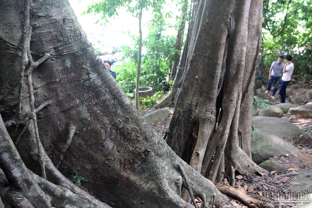 cây di sản, Sơn Trà, Đà Nẵng