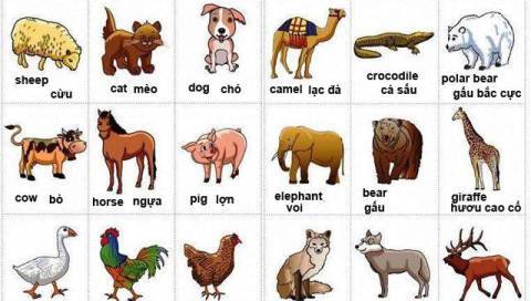 Từ vựng tiếng Anh về các loài động vật 