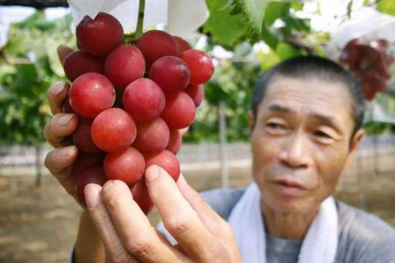 '. Những loại trái cây Nhật đắt như vàng ròng đổ bộ về Việt Nam .'