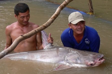 Mekong+giant+catfish+endangered