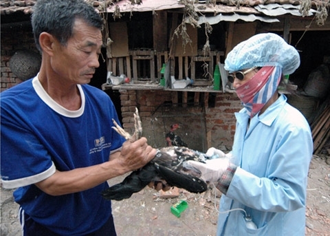cúm H7N9, cúm gia cầm