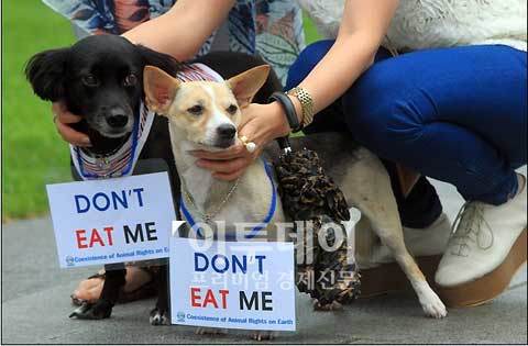 chó, văn hóa Hàn Quốc,