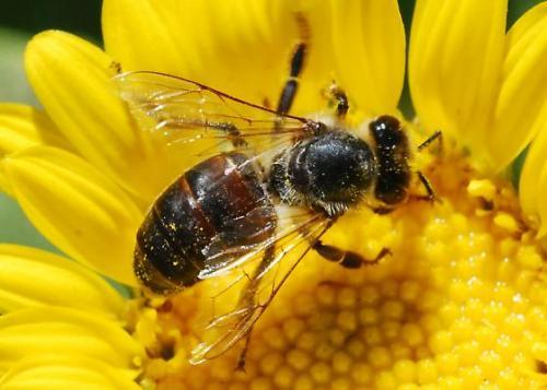 ong, tuyệt chủng, thế giới, bị đói