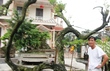 Cây khế mang thế độc xôn xao giới bonsai