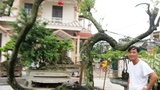 Cây khế mang thế độc xôn xao giới bonsai