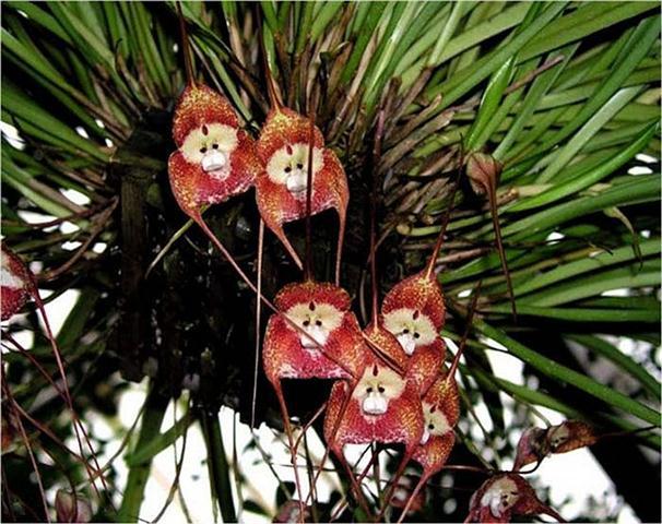 hoa phong lan, khuôn mặt khỉ, kỳ lạ, Peru