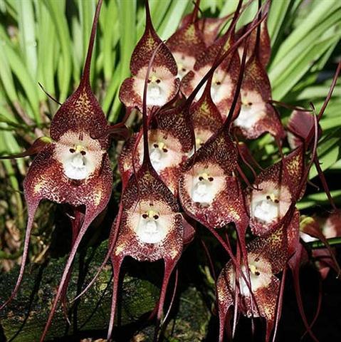 hoa phong lan, khuôn mặt khỉ, kỳ lạ, Peru
