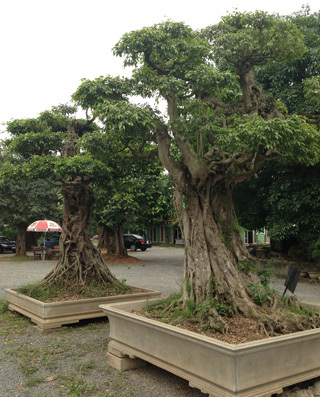 cây cảnh, đại gia