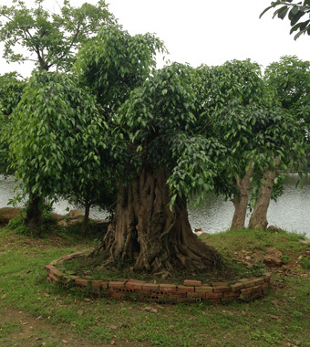 cây cảnh, đại gia