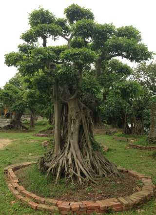 cây cảnh, đại gia