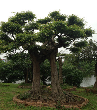 cây cảnh, đại gia