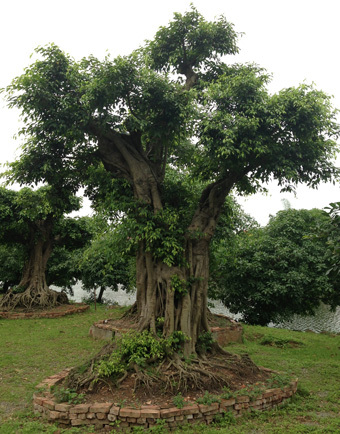 cây cảnh, đại gia